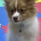 كلب للتبني هجين شيواوا بومرينيان