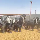 معزا عوارض صنف