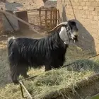 تيس فحل كفو مشروط شرط كامل