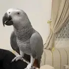 بغبغاء كاسكو
