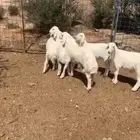 بهم تربية حري