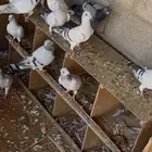 زاجل آيس