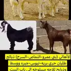 طليان-تيوس-ذبايح