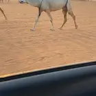 للبيع وضحاء