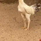 ديوك