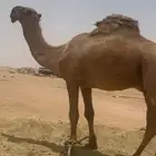 قعود اصفر ماجذع إلا قبل شهرين أبوه دبياني