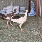 دجاج بكستاني مهجن هندي