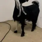 عناق صنف طيبه الموقع النعيرية
