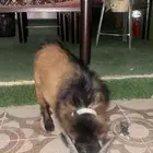 معز القزمي