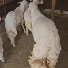 خرف فحل جبر