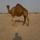 ملاقي ساحليه حلابه كفو