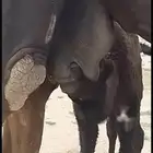 خلفه مجهم كفو جرمها طيب بالحيل على الشرط