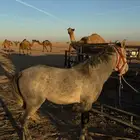 للبيع مهر شعبي