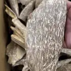 عرض عود سومطري طبيعي