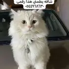 قط ذكر ضاع بحي الروضه