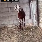 للبيع