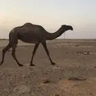 صفرا ظروبه
