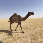 للبيع ناقه لقيه دبيانيه كفو
