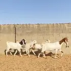 معزا مشاريك جروم فاخره
