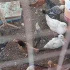ديوك بلدي و بط بكيني نظيفه عمر بين 4 -5 شهور