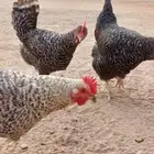 دجاج تركي بياض للبيع