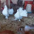 حمام