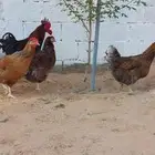 للبيع دجاج ايزا براون الانقليزي