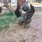 دجاج تركي بياض للبيع