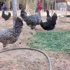 دجاج تركي بياض للبيع