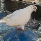 حمام مشكل 10