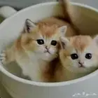 توصيل حيوانات اليفه