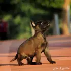 مالينو هالى مستوردين مستوى توب