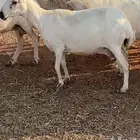 رفيديات مضاريع ودفيع