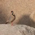 قهد عربي اصيل الي يبي يتواصل معي