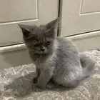 قط شيرازي