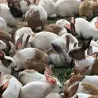 ارانب بلديات