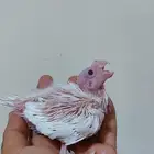 بسم الله الرحمن الرحيم فرخ كروان ألبينو متعود على الغر يبدأم