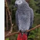 بغبغاء كاسكو مفقود