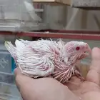 بسم الله الرحمن الرحيم متوفر فرخ كروان ألبينو صحته ممتازه