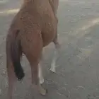 حاشي لباني شحم ولحم