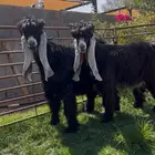 تيسين عوارض خصم معرفات جاهزات