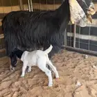 للبيع معزا متابيع العدد 2