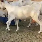 معزي بيشيه صنف