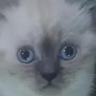 قطه للبيع