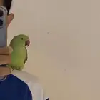 ببغاء دره للبيع