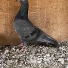 للبيع ذكر كالو تيدي بيور .