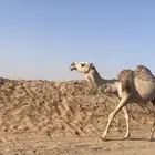 ناقه شقحا