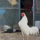 ديك ودجاجه سليماني