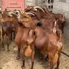 معزا دهم صنف ( تم البيع )