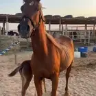 للبيع فرس شعبية شيخة معها مهره ومشبيهة